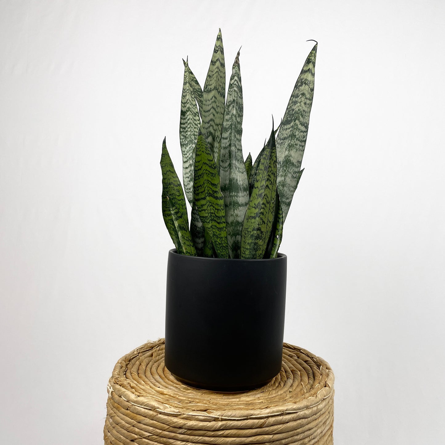 Sansevieria Zeylanica - Bowstring Hemp