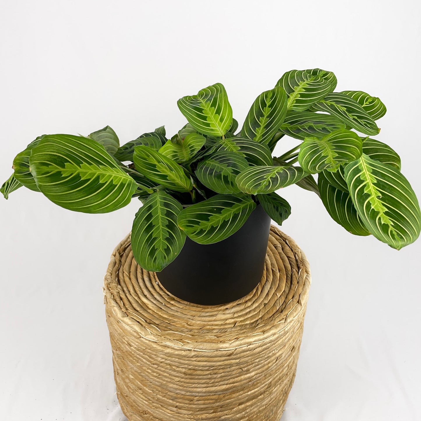 Maranta Lemon Lime