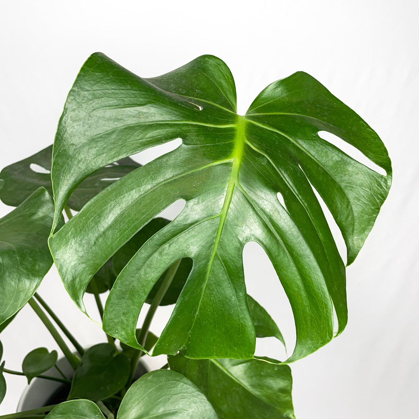 Monstera Deliciosa