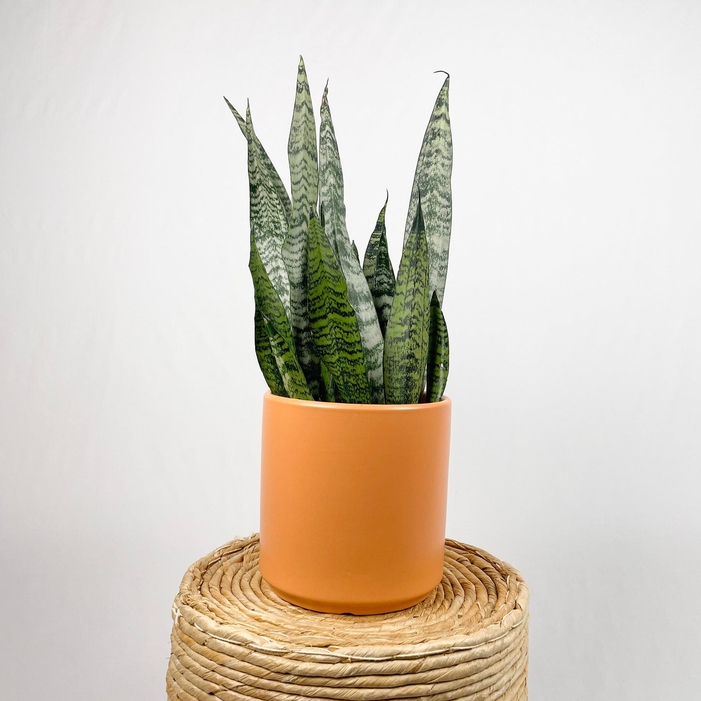 Sansevieria Zeylanica - Bowstring Hemp