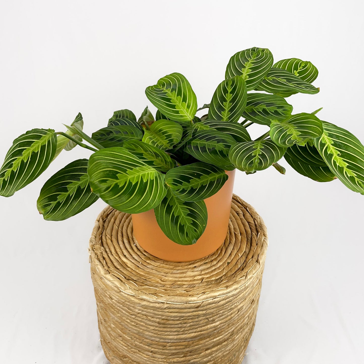 Maranta Lemon Lime
