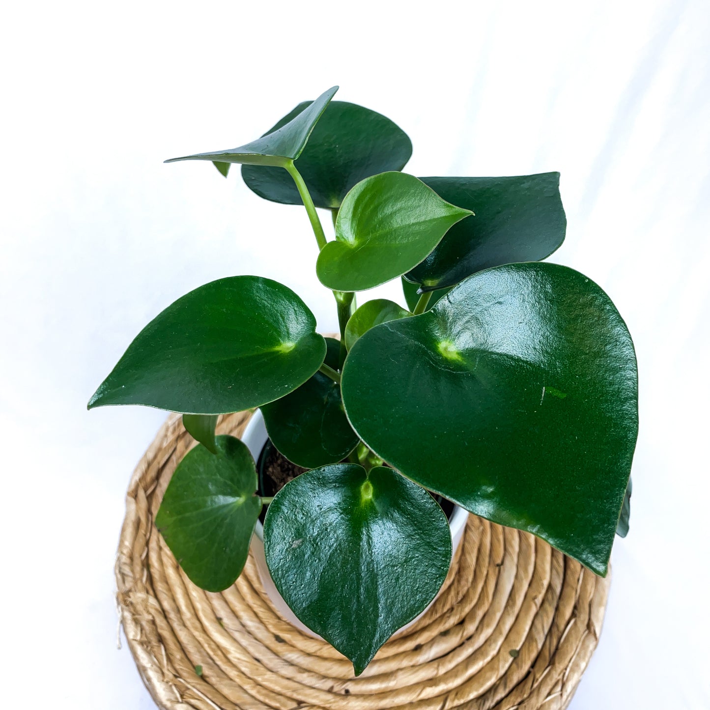 Peperomia Owl Eye