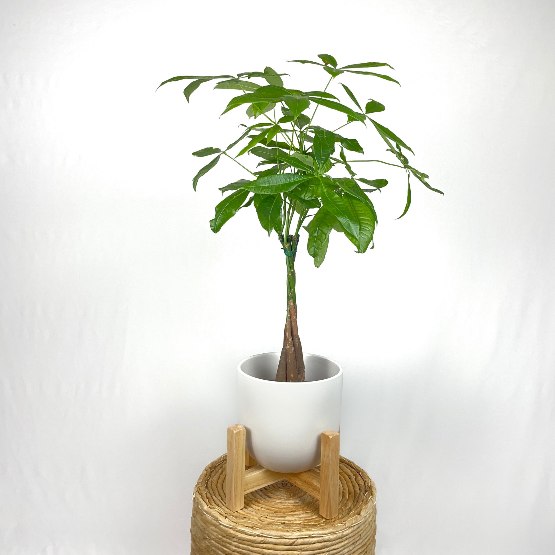 money tree 1 Money Tree – Simply Planted