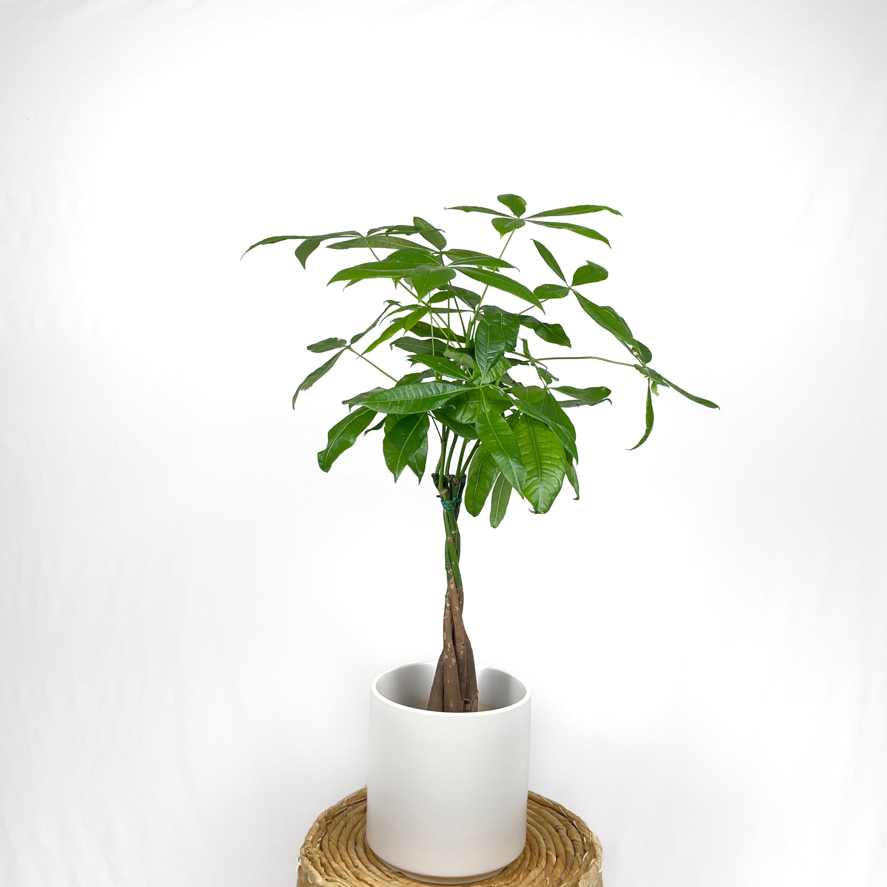 money tree meijer Money Tree – Simply Planted