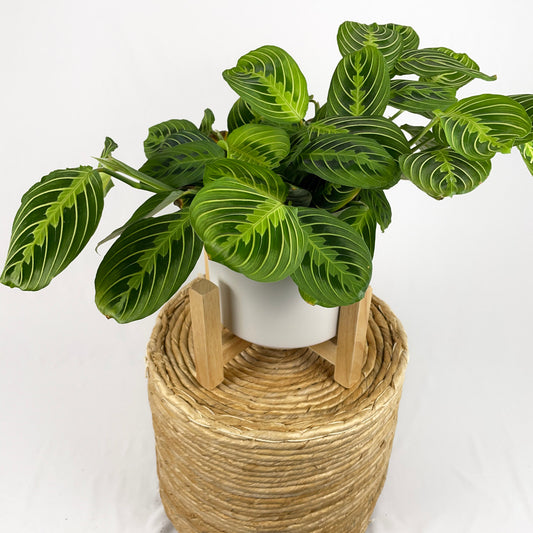 Maranta Lemon Lime