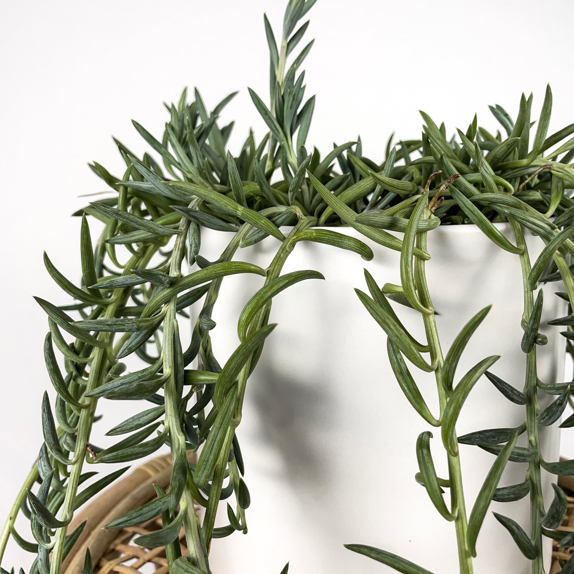 cedrus atlantica glauca pendula fish hook Senecio Radicans Glauca "Fish Hooks" – Simply Planted