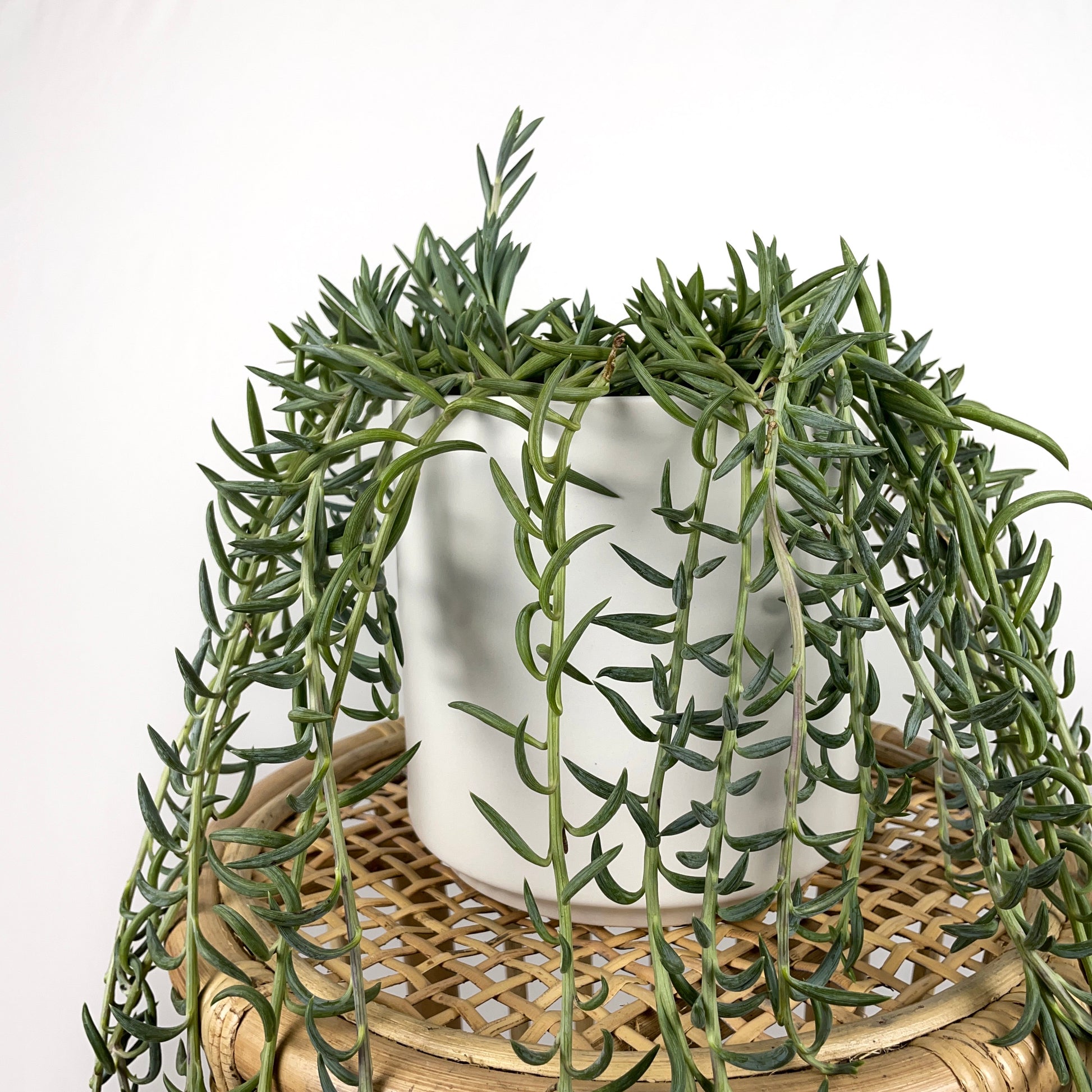 difference between banana succulent versue fish hooks Senecio Radicans Glauca "Fish Hooks" – Simply Planted
