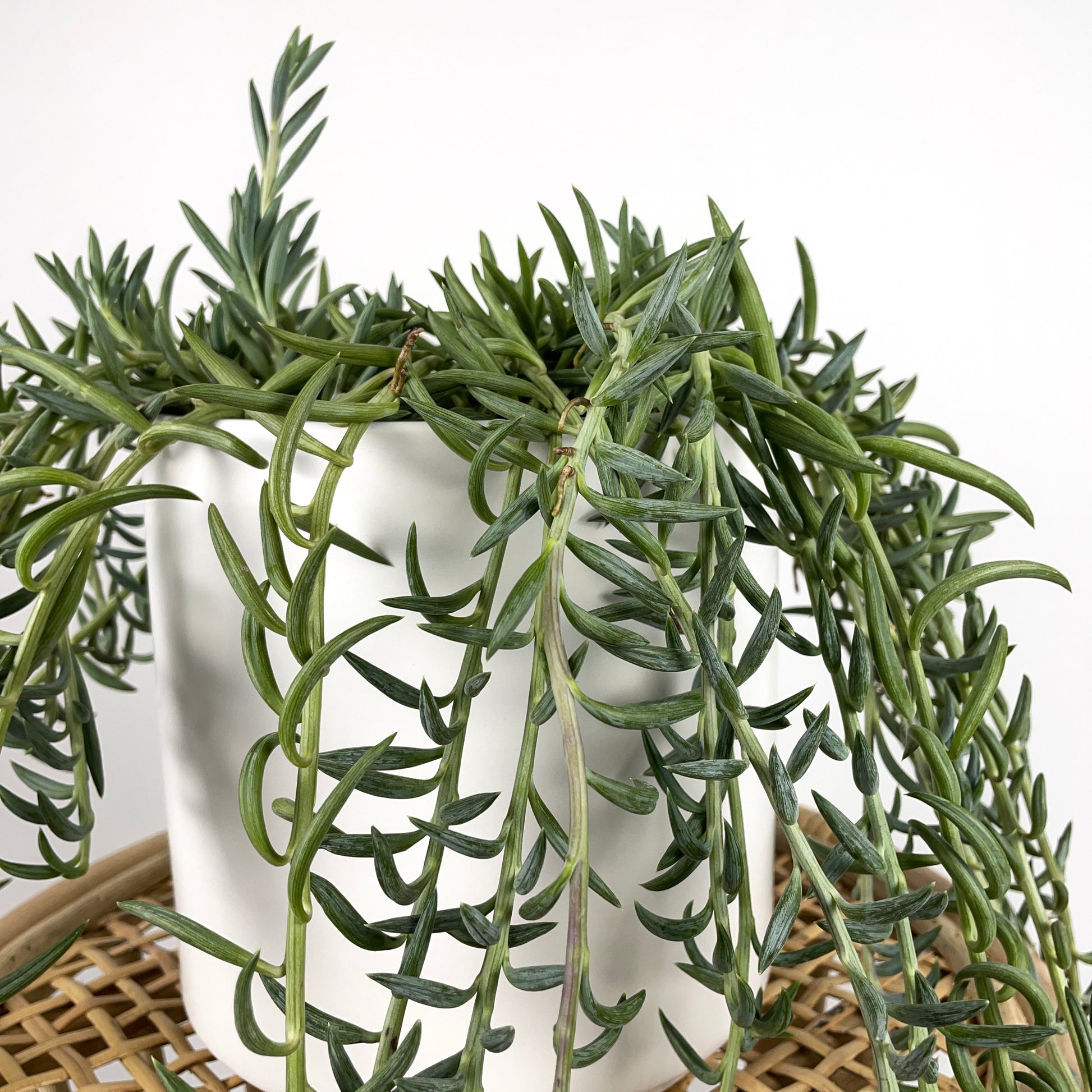 succulent fish hooks Senecio Radicans Glauca "Fish Hooks" – Simply Planted