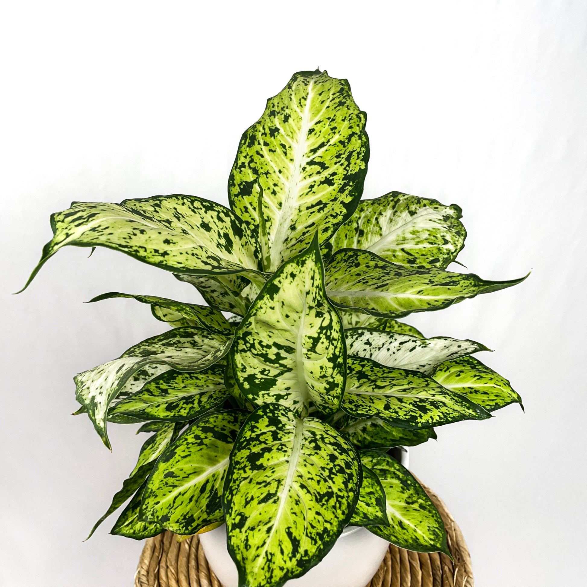 amy dieffenbachia care Dieffenbachia Amy – Simply Planted
