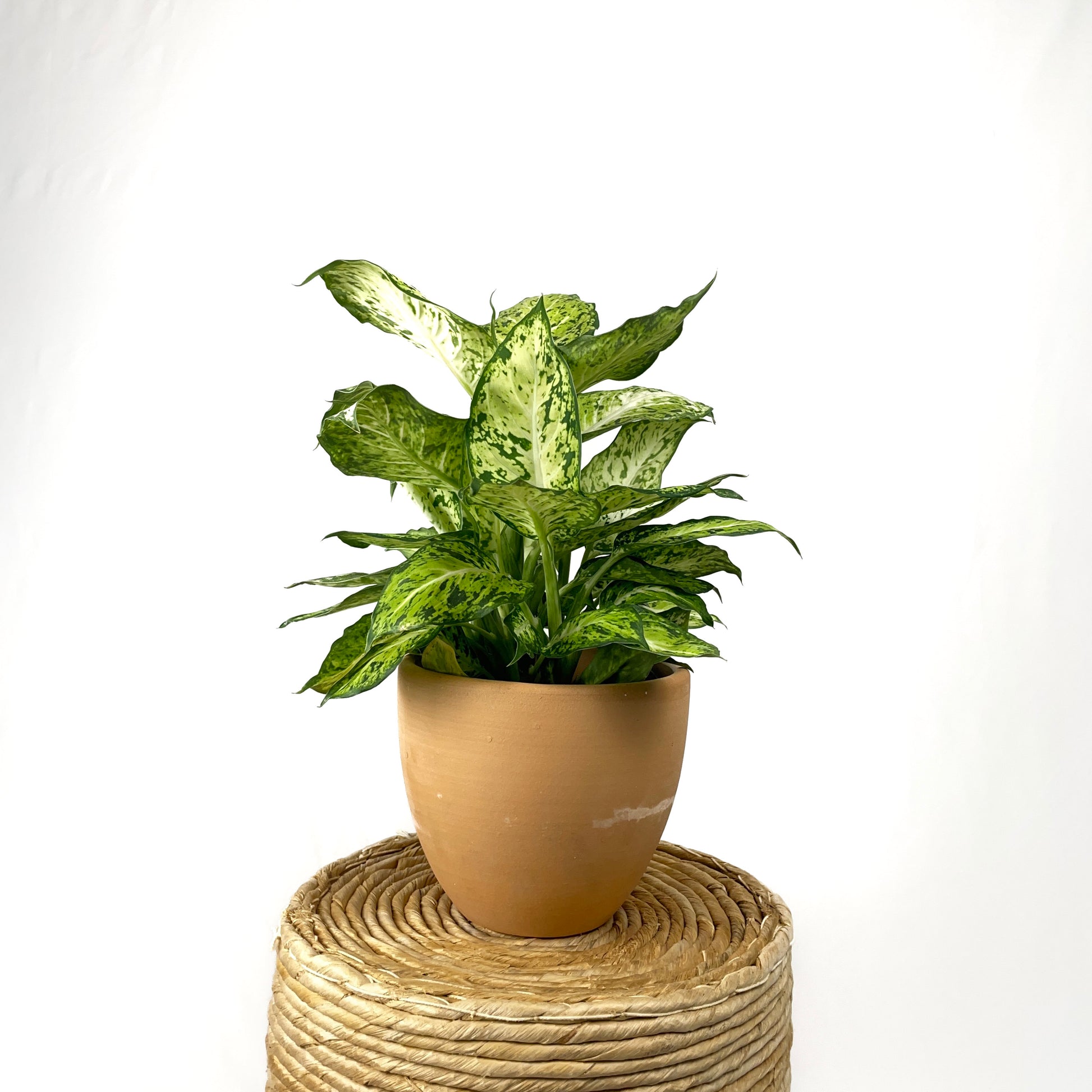 dieffenbachia amy plant Dieffenbachia Amy – Simply Planted