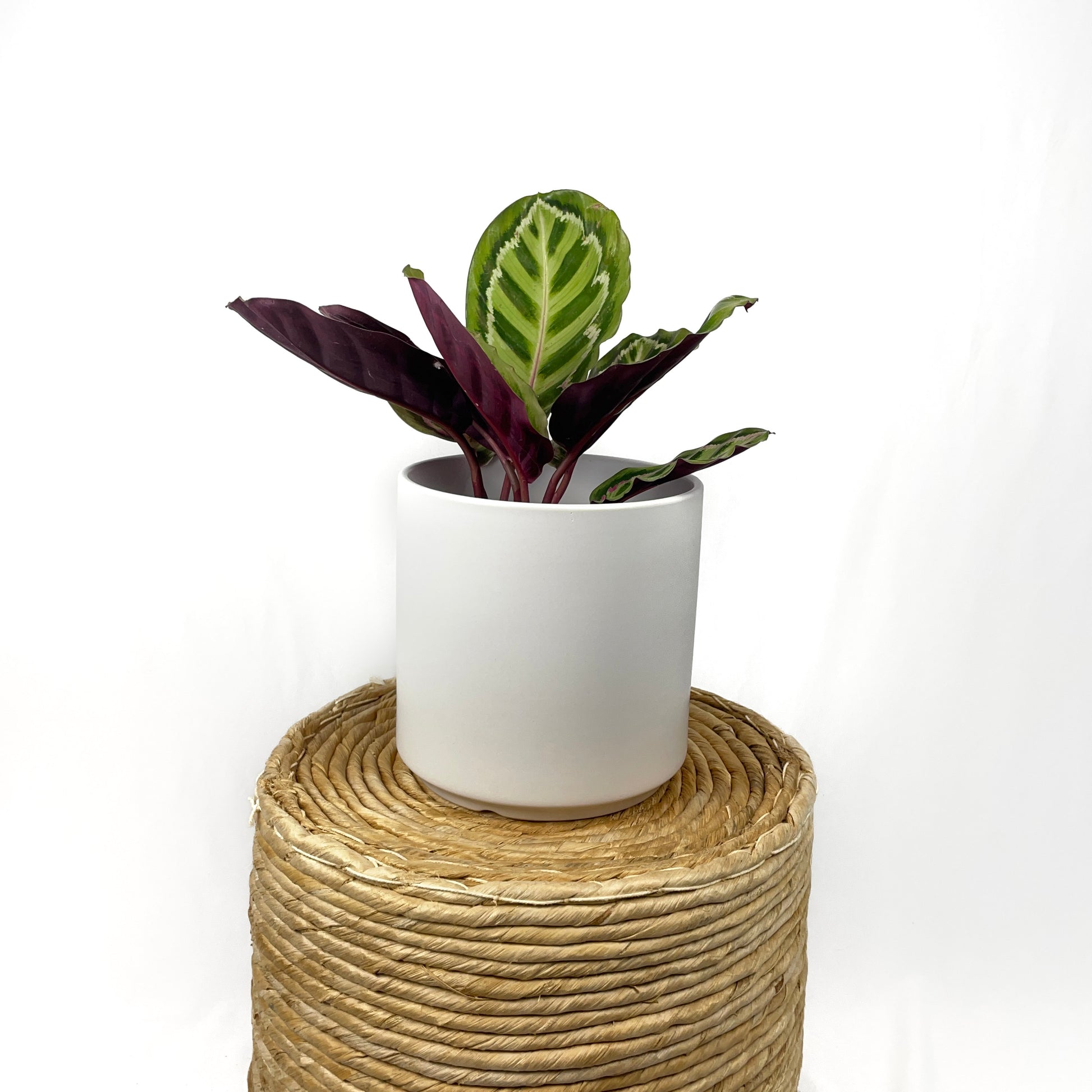 peacock plant pot size Peacock Plant – Simply Planted
