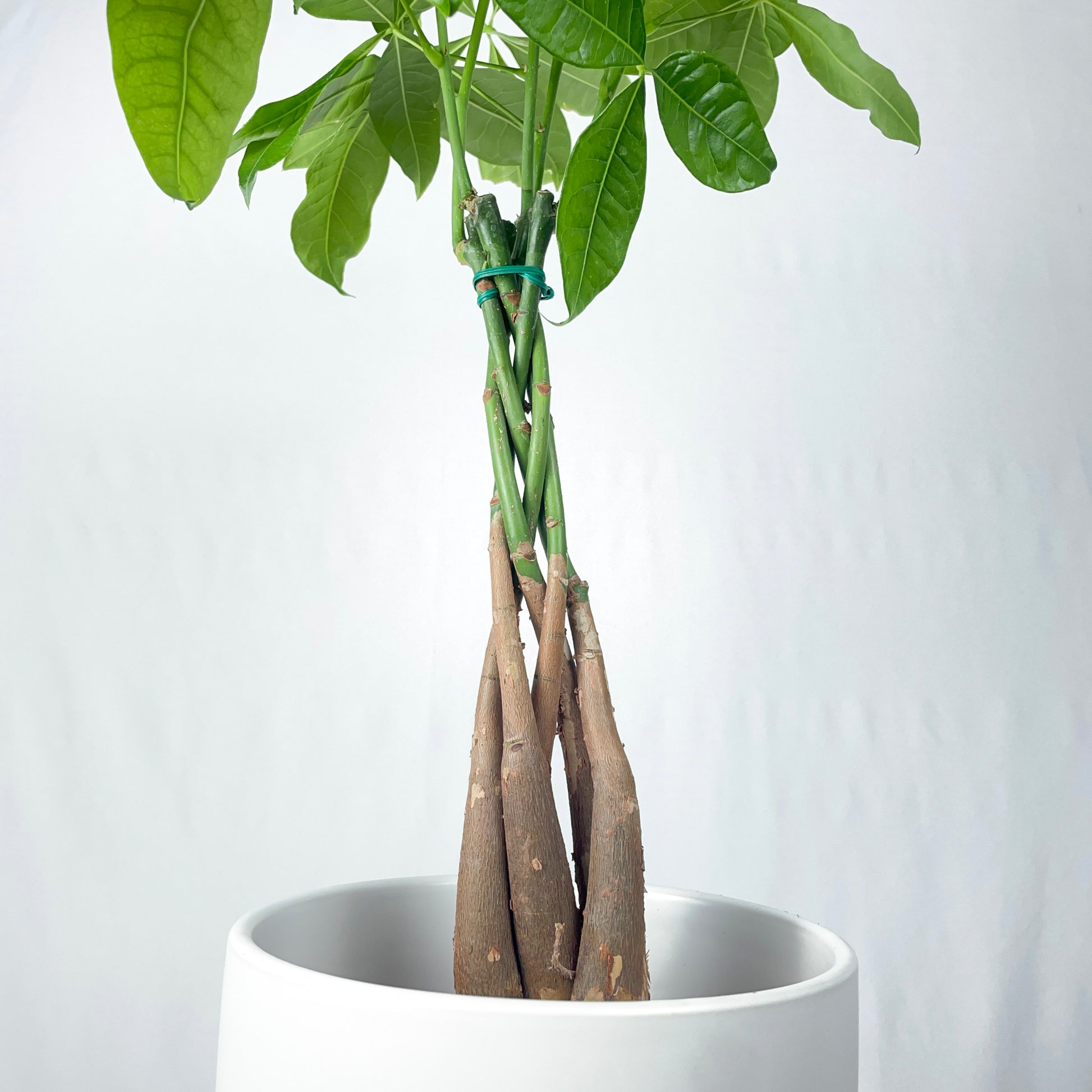 money tree low light Money Tree – Simply Planted
