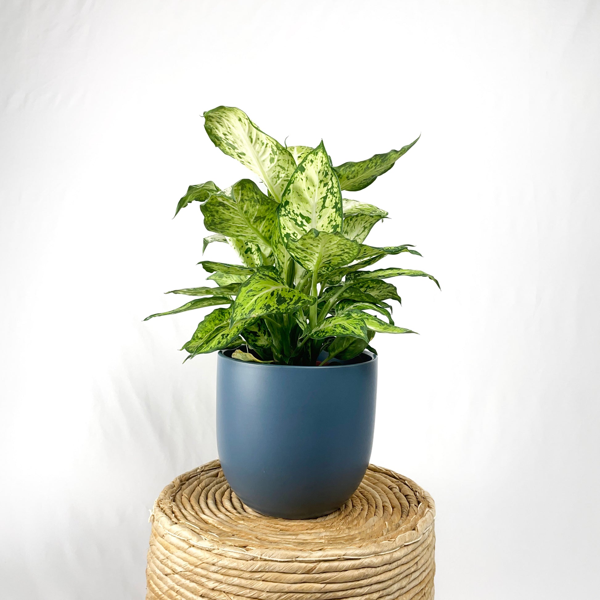 dieffenbachia aimee Dieffenbachia Amy – Simply Planted