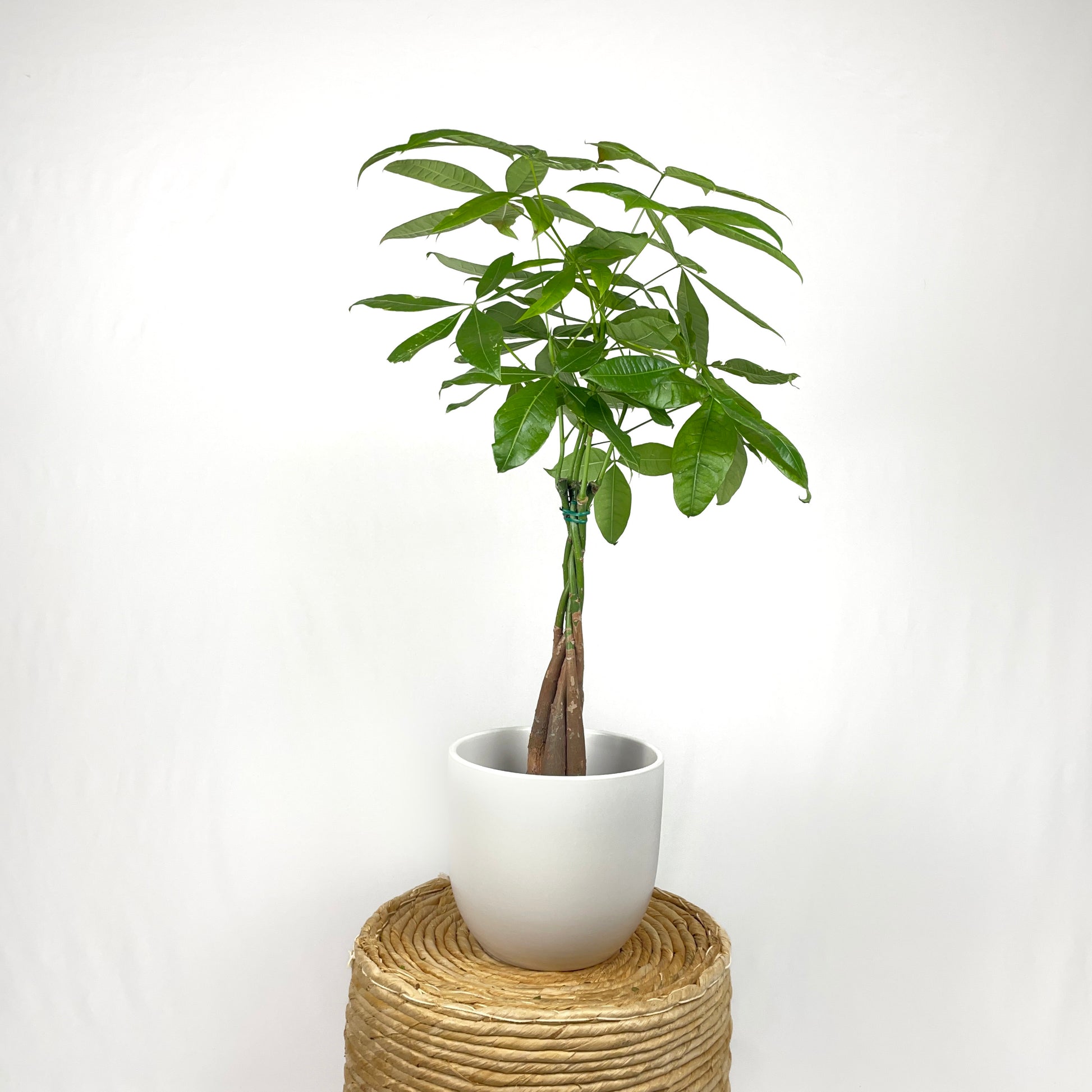 money tree portland Money Tree – Simply Planted