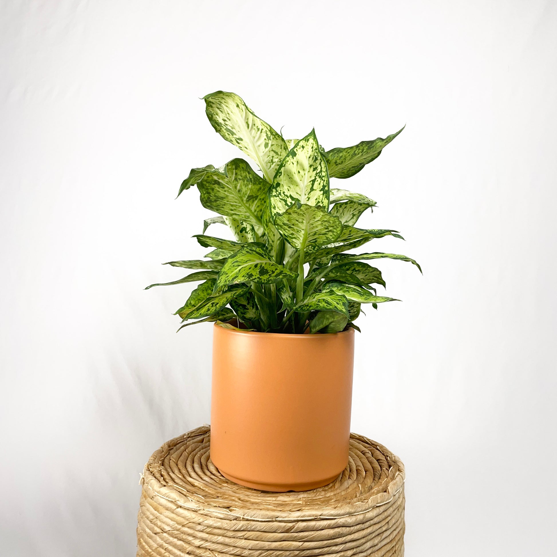 dieffenbachia amy Dieffenbachia Amy – Simply Planted