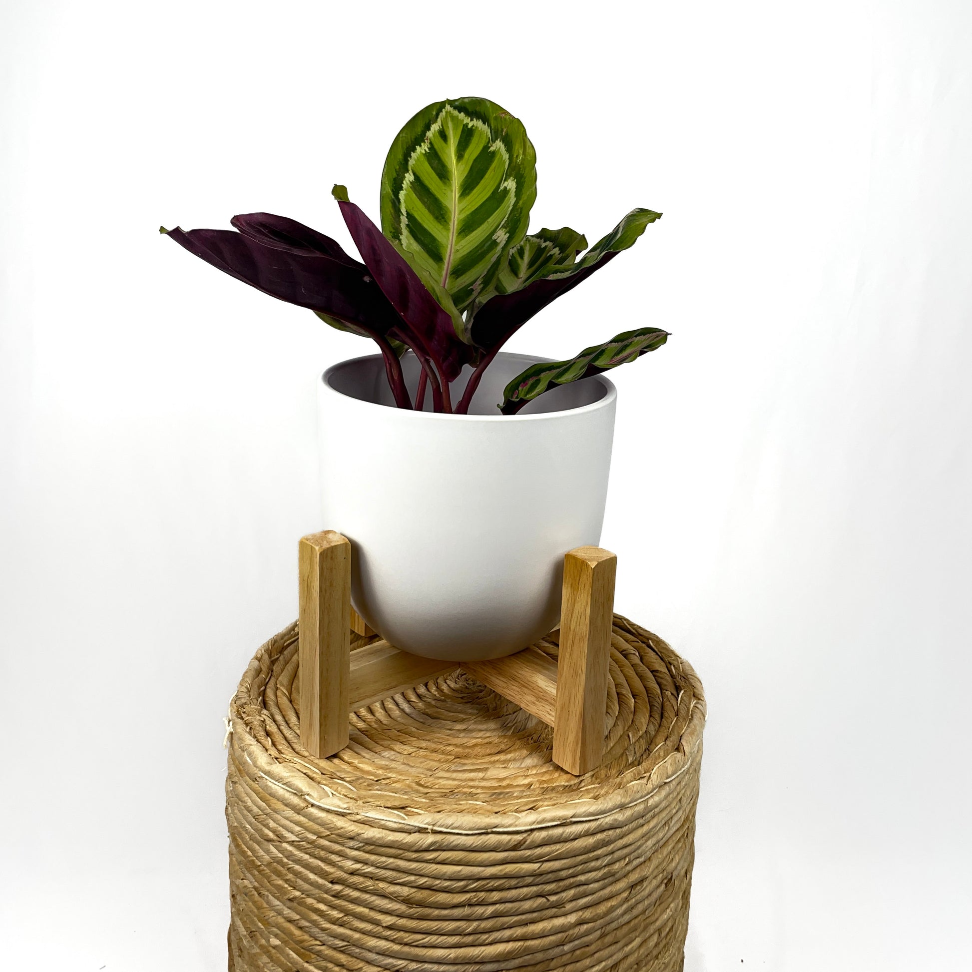 peacock plant pot size Peacock Plant – Simply Planted