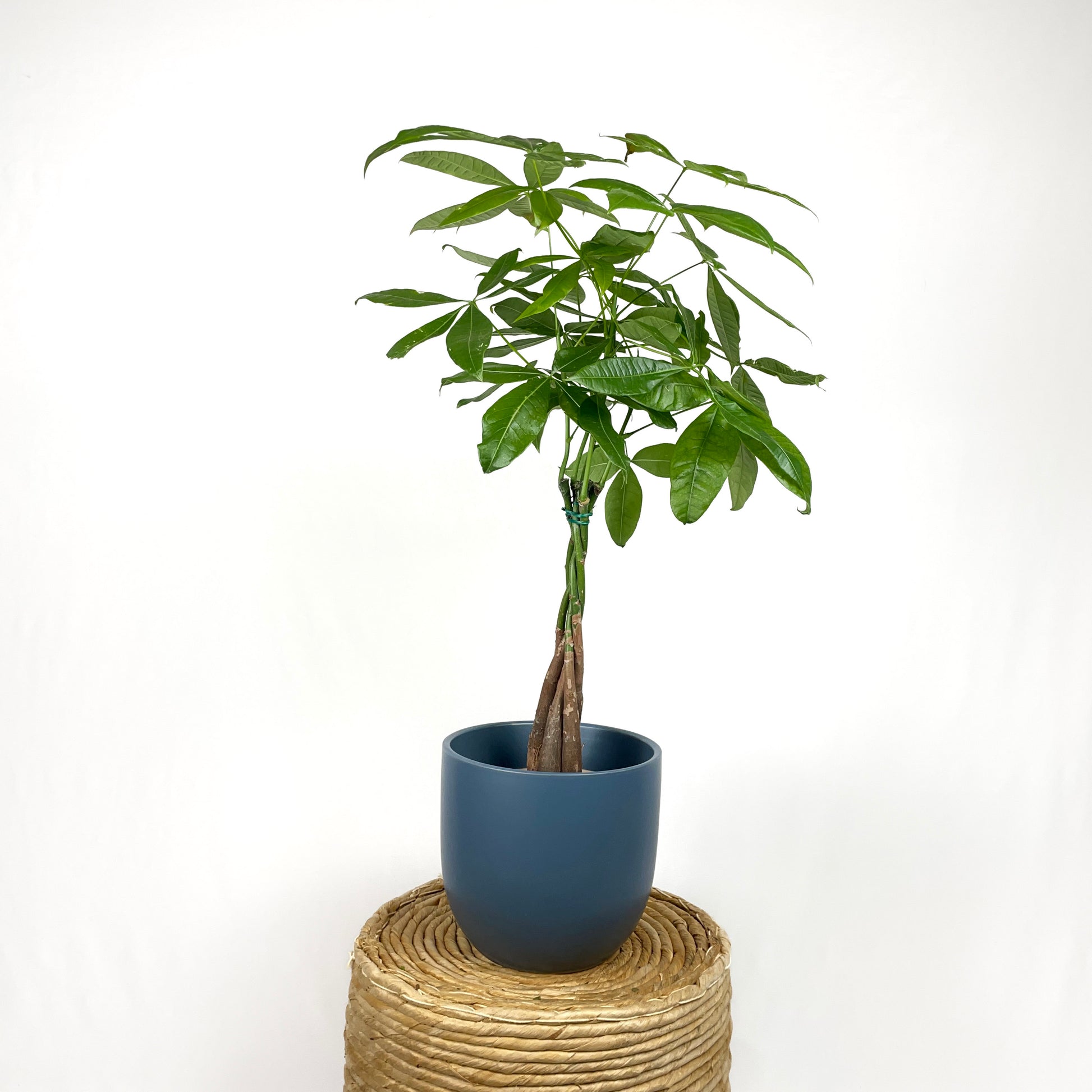 money tree planted outside Money Tree – Simply Planted