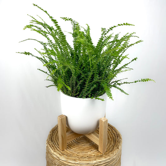 Lemon Button Fern