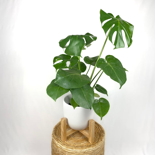 Monstera Deliciosa