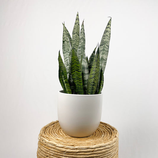 Sansevieria Zeylanica - Bowstring Hemp