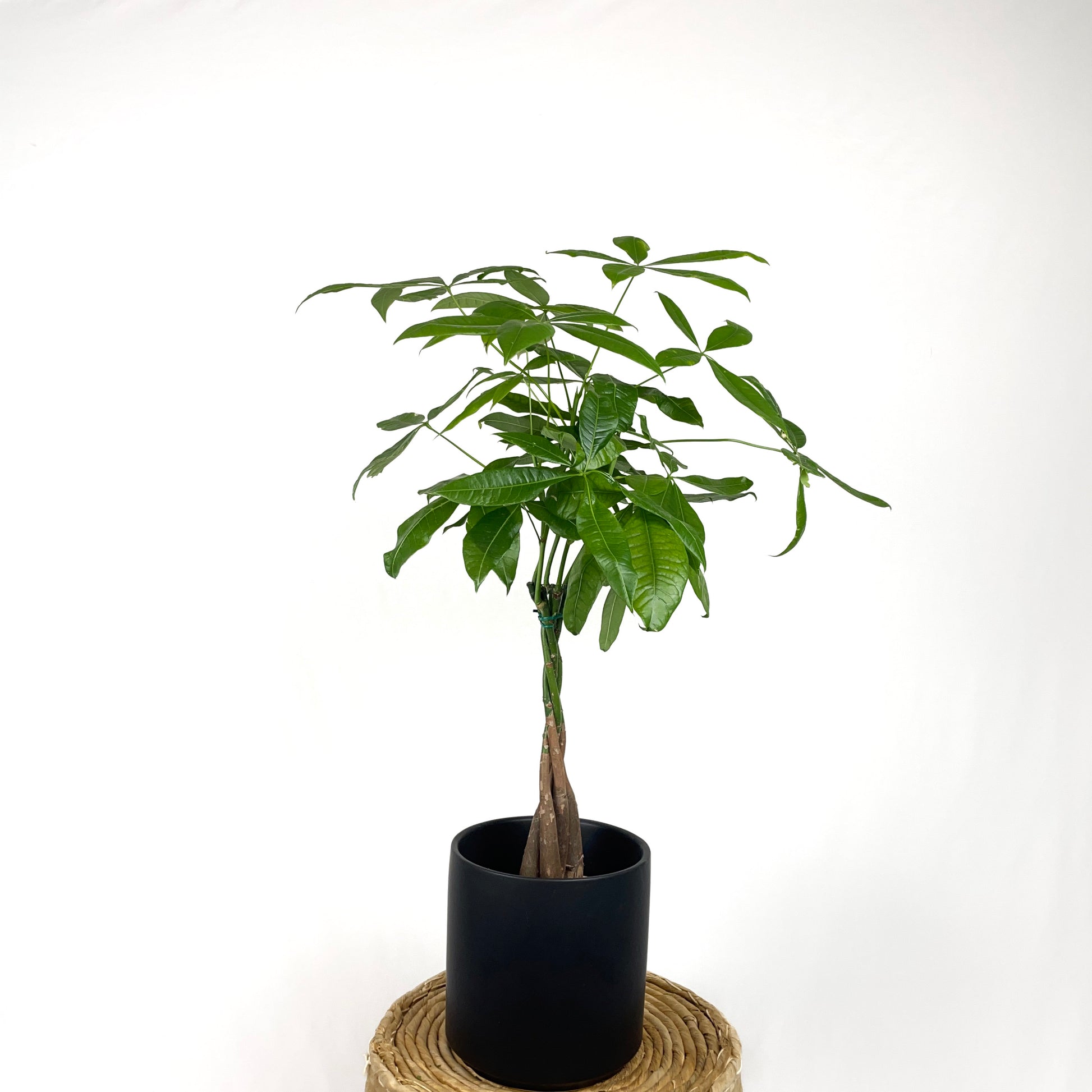 medium young money tree Money Tree – Simply Planted