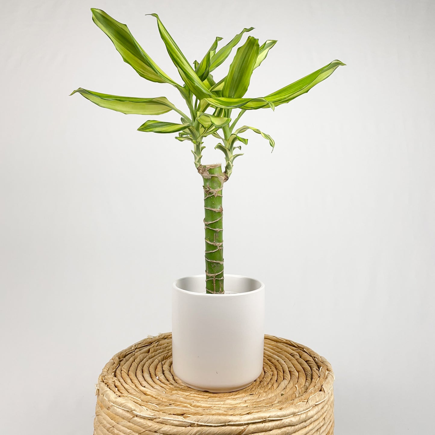 Dracaena Sol Cane