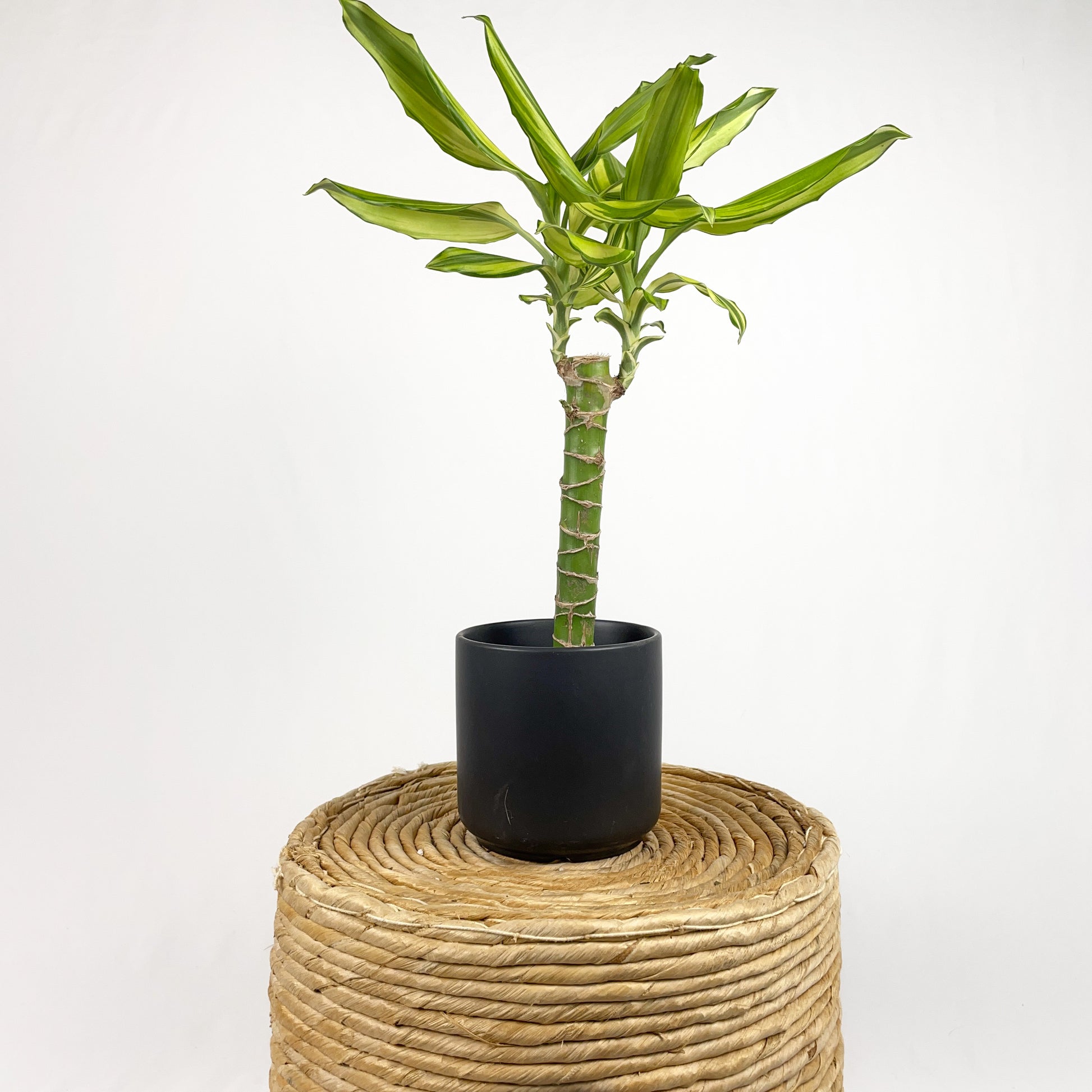 dracaena sol o sombra Dracaena Sol Cane – Simply Planted