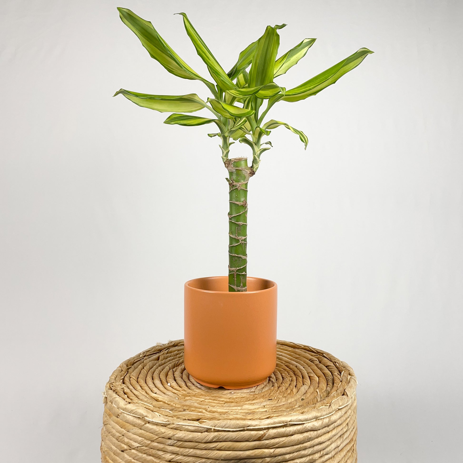 dracaena sol cane plant care Dracaena Sol Cane – Simply Planted