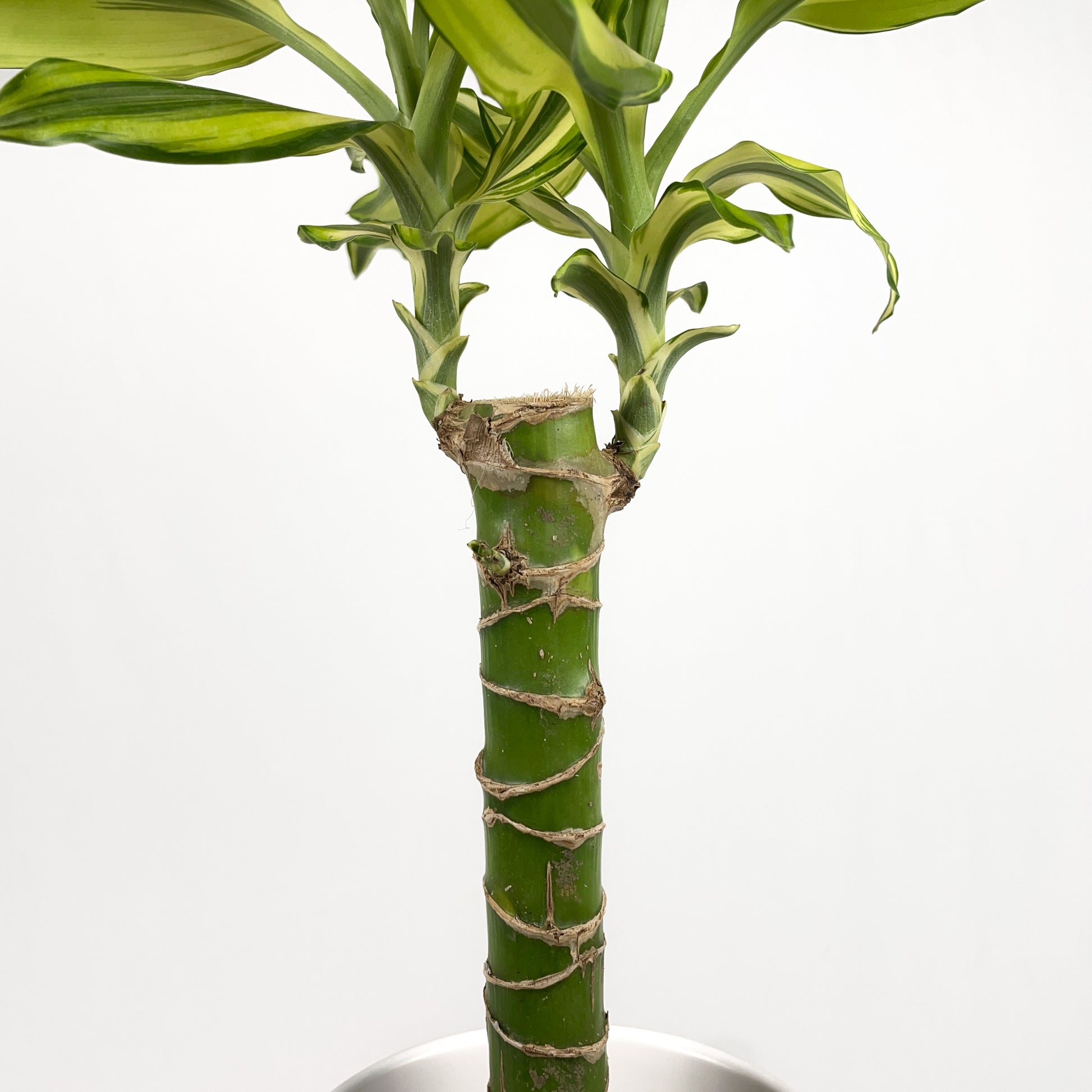dracaena golden coast cane Dracaena Sol Cane – Simply Planted