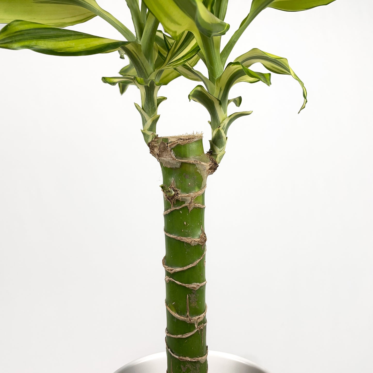 Dracaena Sol Cane