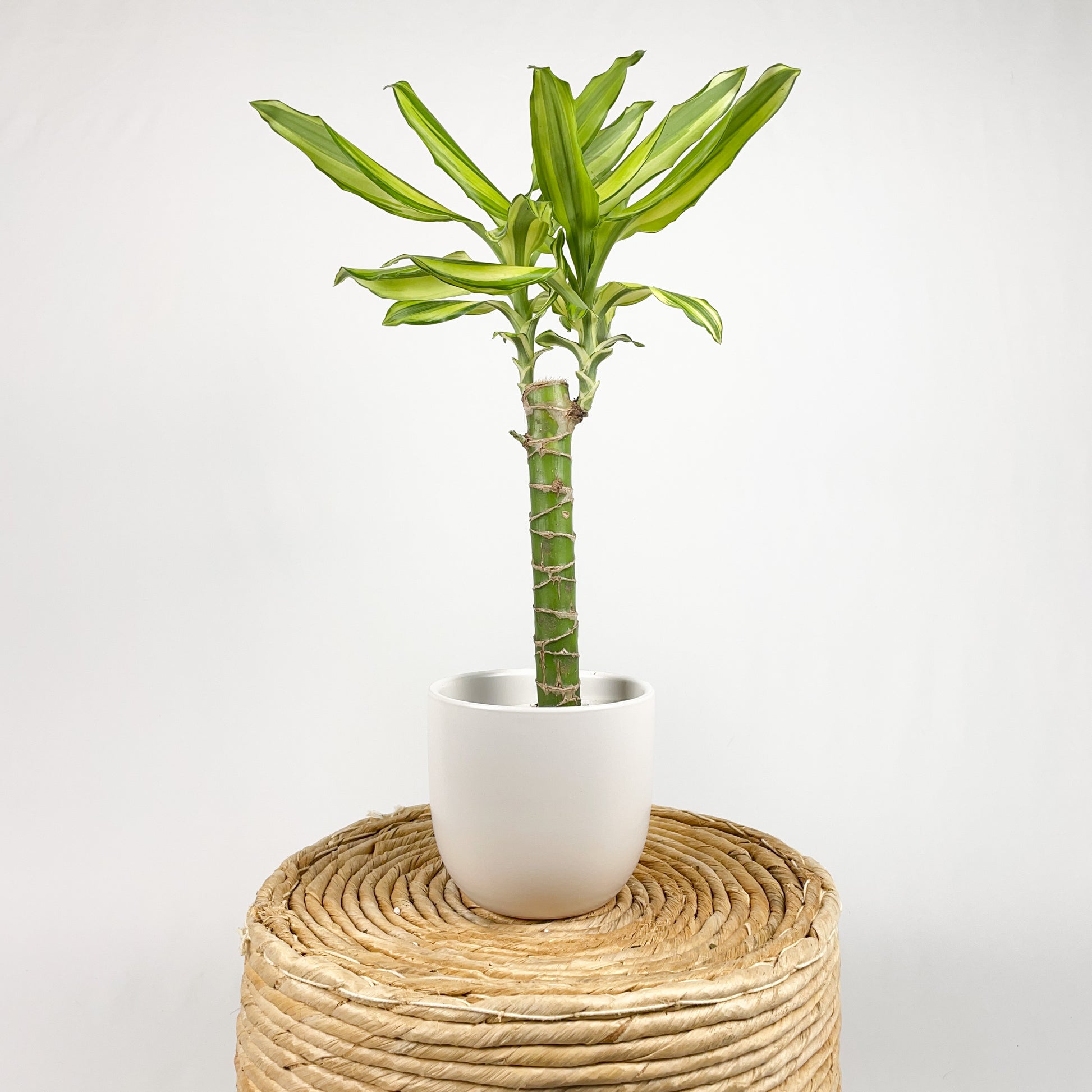 dracaena yucca cane Dracaena Sol Cane – Simply Planted