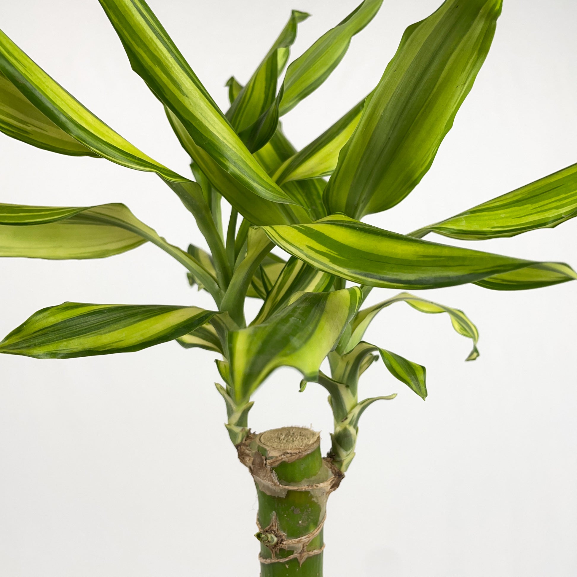 dracaena sol care Dracaena Sol Cane – Simply Planted
