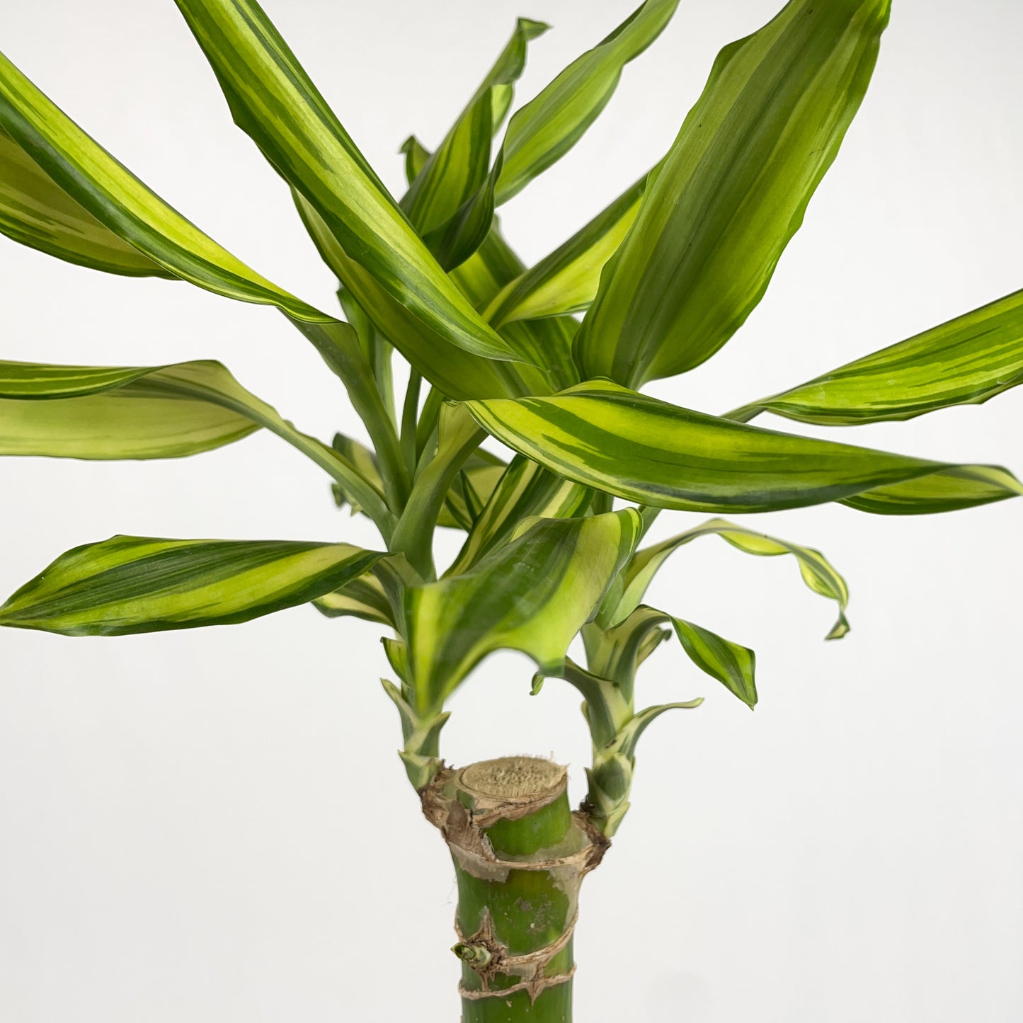 Dracaena Sol Cane